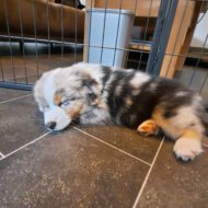 Aslan – Miniatur American Shepherd